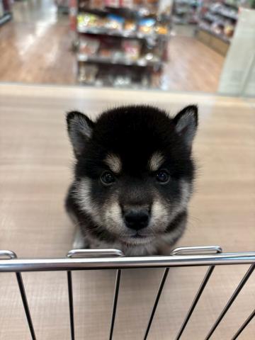 柴犬