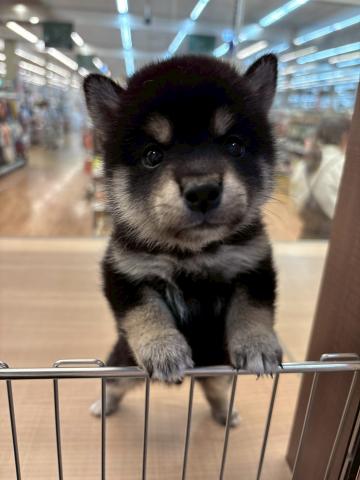 柴犬