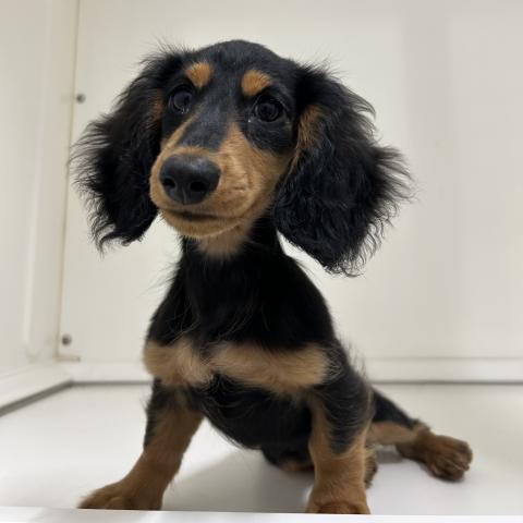 ミニチュアダックスフンド