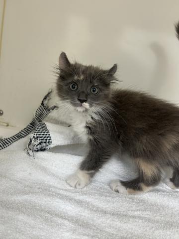 アメリカンカール