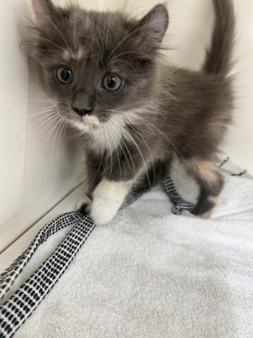 アメリカンカール