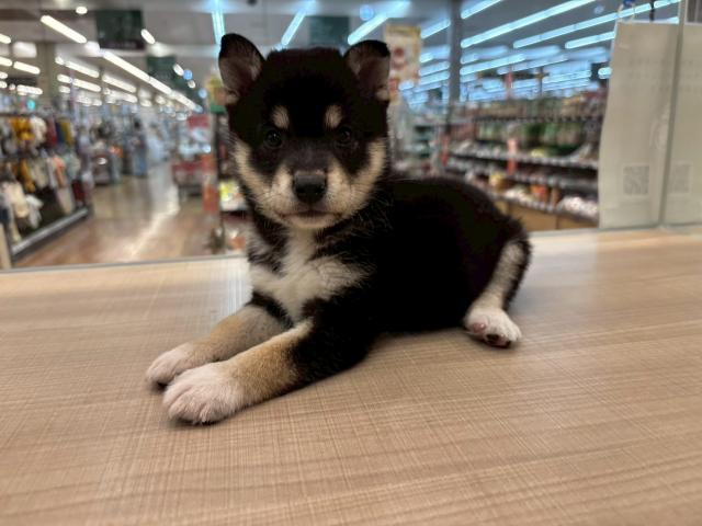 柴犬