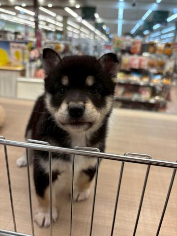 柴犬