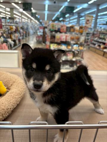 柴犬