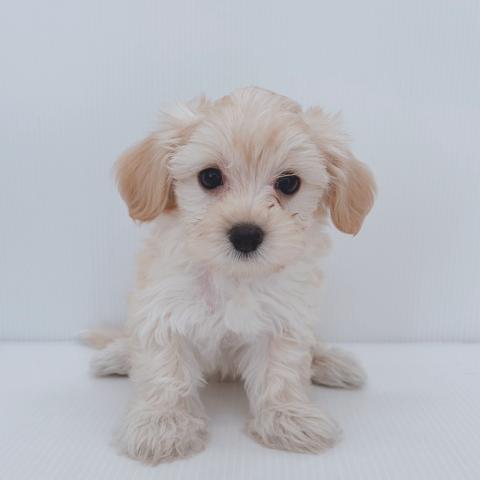 新潟県のハーフ犬・ミックス犬 (ペットアミ 新津店/2025年8月10日生まれ/男の子/アプリコット)の子犬の1枚目の画像