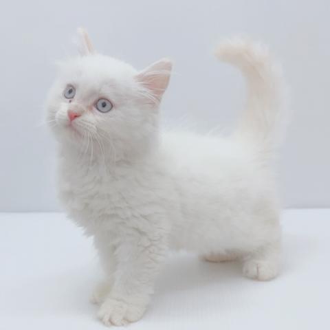 新潟県のサイベリアン (ペットアミ 新津店/2025年6月10日生まれ/男の子/クリームポイント)の子猫の2枚目の画像