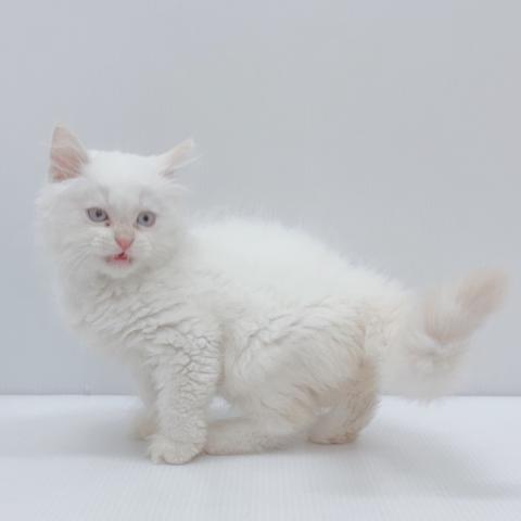 新潟県のサイベリアン (ペットアミ 新津店/2025年6月10日生まれ/男の子/クリームポイント)の子猫の3枚目の画像