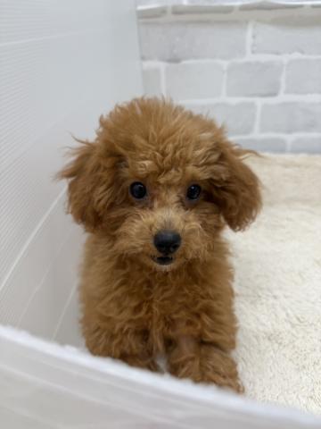 三重県のトイプードル(トイ) (ペットアミ 松阪店/2025年6月21日生まれ/女の子/レッド)の子犬の2枚目の画像