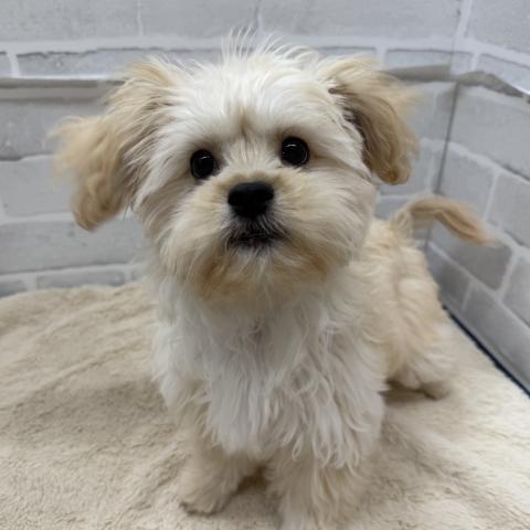 三重県のハーフ犬・ミックス犬 (ペットアミ 松阪店/2025年6月21日生まれ/女の子/その他色)の子犬