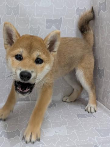 富山県の柴犬(標準サイズ) (ペットアミ宮野店/2025年7月13日生まれ/男の子/赤)の子犬の2枚目の画像