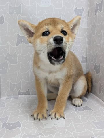 富山県の柴犬(標準サイズ) (ペットアミ宮野店/2025年7月13日生まれ/男の子/赤)の子犬の4枚目の画像