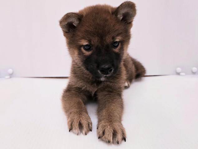 柴犬