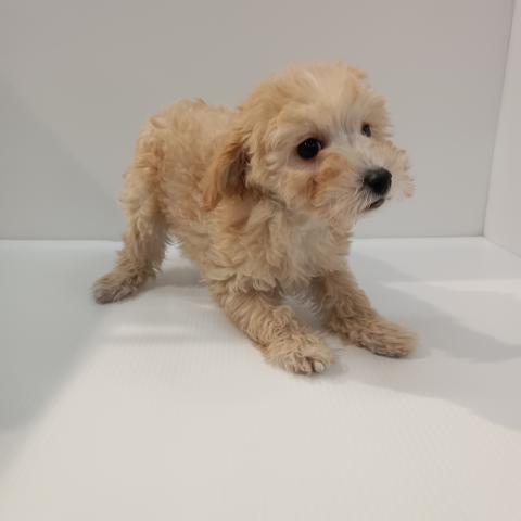 MIX子犬