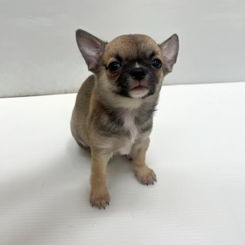 和歌山県のチワワ(スムース) (ペットアミ 岩出店/2025年8月16日生まれ/女の子/レッドセーブル)の子犬の2枚目の画像