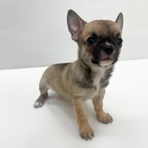 和歌山県のチワワ(スムース) (ペットアミ 岩出店/2025年8月16日生まれ/女の子/レッドセーブル)の子犬の3枚目の画像