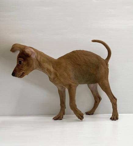 和歌山県のミニチュアピンシャー (ペットアミ 岩出店/2025年8月22日生まれ/女の子/レッド)の子犬の3枚目の画像