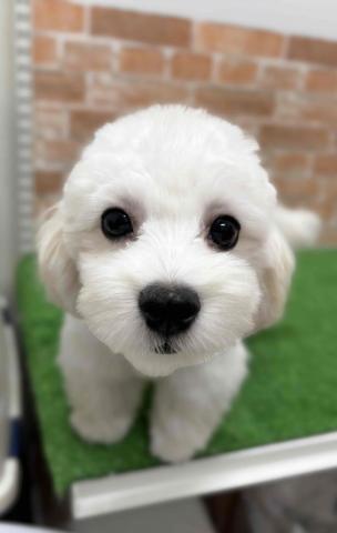 新潟県のマルプー(マルチーズ×プードル) (ペットアミ 柏崎店/2025年6月13日生まれ/男の子/クリーム)の子犬の3枚目の画像