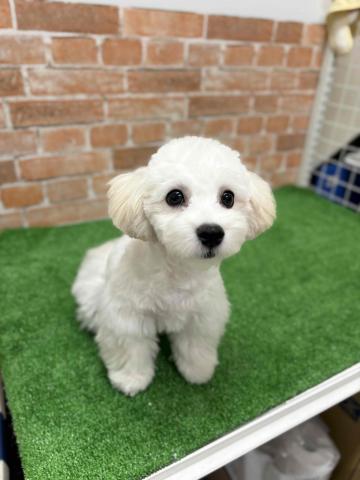 新潟県のマルプー(マルチーズ×プードル) (ペットアミ 柏崎店/2025年6月13日生まれ/男の子/クリーム)の子犬の4枚目の画像