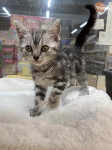 新潟県のアメリカンショートヘアー (ペットアミ 柏崎店/2025年7月26日生まれ/男の子/シルバータビー)の子猫の4枚目の画像