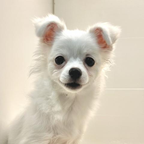 石川県のポメチワ/チワポメ/ポメチー(ポメラニアン×チワワ) (ペットアミ 津幡店/2025年5月23日生まれ/男の子/ホワイト)の子犬の2枚目の画像