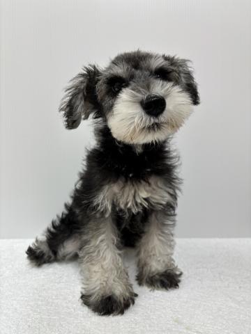 新潟県のミニチュアシュナウザー (ペットアミ 加茂店/2025年7月26日生まれ/男の子/ソルトペッパー)の子犬の2枚目の画像
