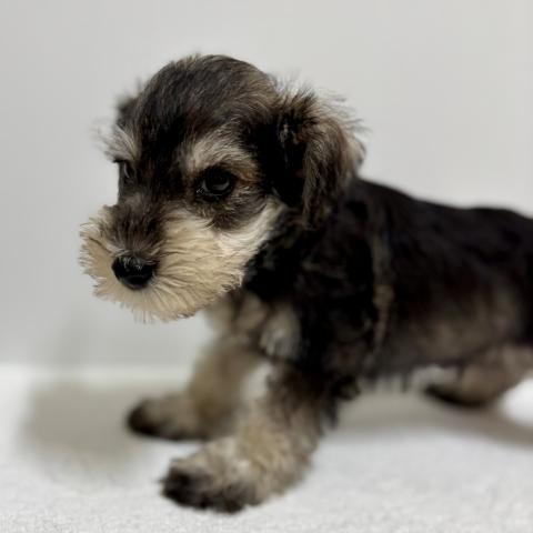 新潟県のミニチュアシュナウザー (ペットアミ 加茂店/2025年7月26日生まれ/男の子/ソルトペッパー)の子犬の3枚目の画像