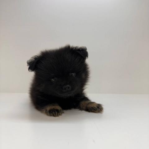 奈良県のポメチワ/チワポメ/ポメチー(ポメラニアン×チワワ) (ペットアミ 田原本店/2025年8月15日生まれ/男の子/ブラック)の子犬の2枚目の画像
