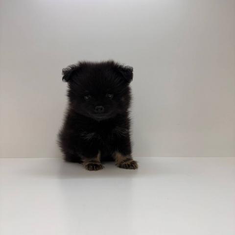 奈良県のポメチワ/チワポメ/ポメチー(ポメラニアン×チワワ) (ペットアミ 田原本店/2025年8月15日生まれ/男の子/ブラック)の子犬の3枚目の画像
