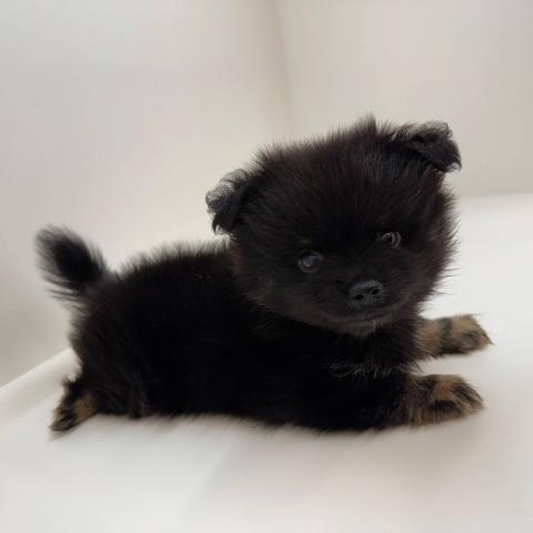 奈良県のポメチワ/チワポメ/ポメチー(ポメラニアン×チワワ) (ペットアミ 田原本店/2025年8月15日生まれ/男の子/ブラック)の子犬の4枚目の画像