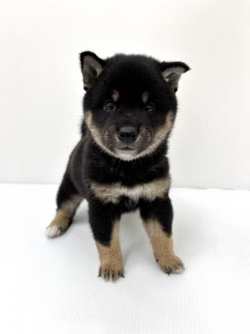 和歌山県の柴犬(標準サイズ) (ペットアミ 紀の川店/2025年8月26日生まれ/男の子/黒)の子犬の1枚目の画像