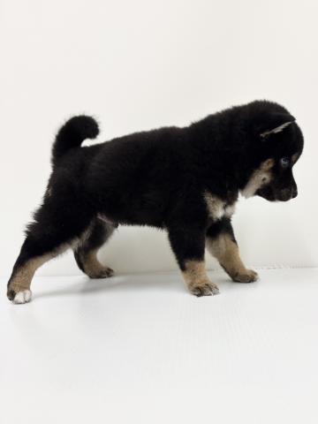 和歌山県の柴犬(標準サイズ) (ペットアミ 紀の川店/2025年8月26日生まれ/男の子/黒)の子犬の2枚目の画像