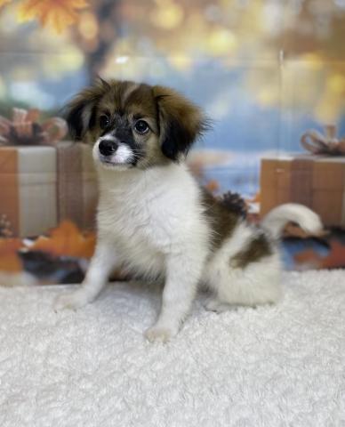 新潟県のパピヨン (ペットアミ 十日町店/2025年5月24日生まれ/男の子/ホワイトブラウン)の子犬の2枚目の画像