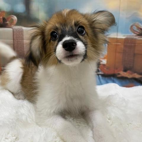 新潟県のパピヨン (ペットアミ 十日町店/2025年5月24日生まれ/男の子/ホワイトブラウン)の子犬の3枚目の画像