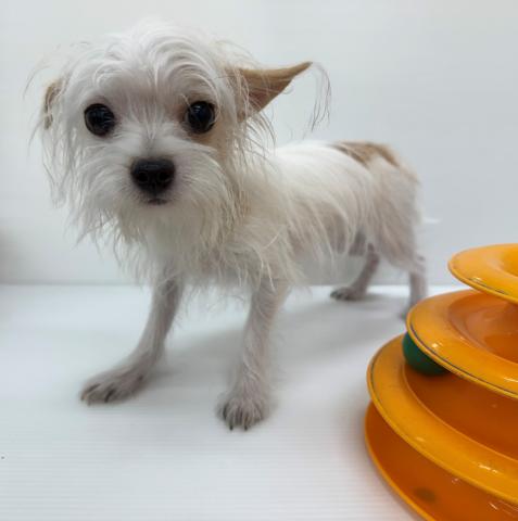 埼玉県のチワマル/マルチワ(チワワ×マルチーズ) (ビバペッツ さいたま新都心店/2025年3月21日生まれ/女の子/ホワイトクリーム)の子犬