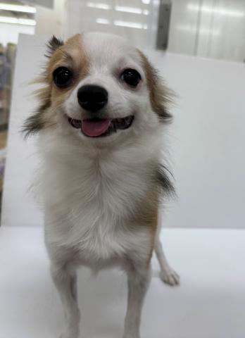 チワワ（ロングコート）