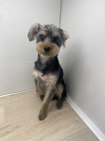 ヨークシャーテリア