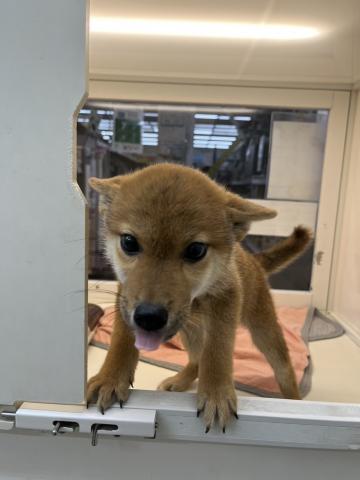 新潟県の柴犬(標準サイズ) (ペットアミ 小千谷店/2025年5月3日生まれ/男の子/赤)の子犬の2枚目の画像