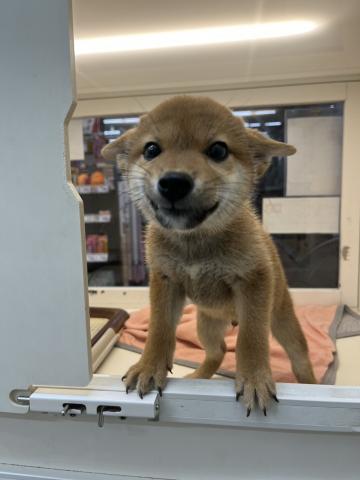 新潟県の柴犬(標準サイズ) (ペットアミ 小千谷店/2025年5月3日生まれ/男の子/赤)の子犬の3枚目の画像