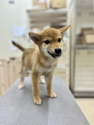 新潟県の柴犬(標準サイズ) (ペットアミ 小千谷店/2025年5月3日生まれ/男の子/赤)の子犬の4枚目の画像