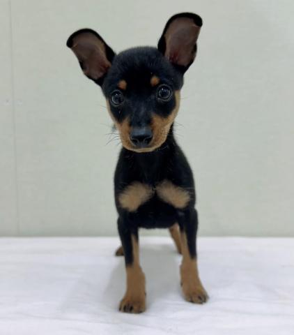 ミニチュアピンシャー