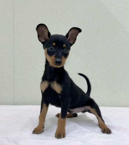 ミニチュアピンシャー