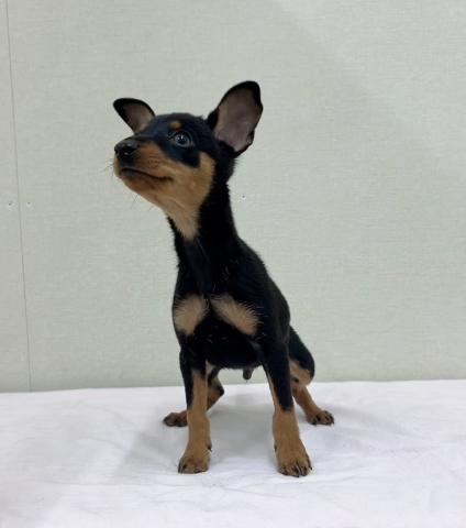 ミニチュアピンシャー