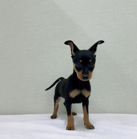 ミニチュアピンシャー