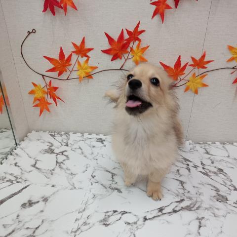 秋田県のハーフ犬・ミックス犬 (ペットアミ 能代東インター店/2025年5月22日生まれ/男の子/レッド)の子犬の2枚目の画像