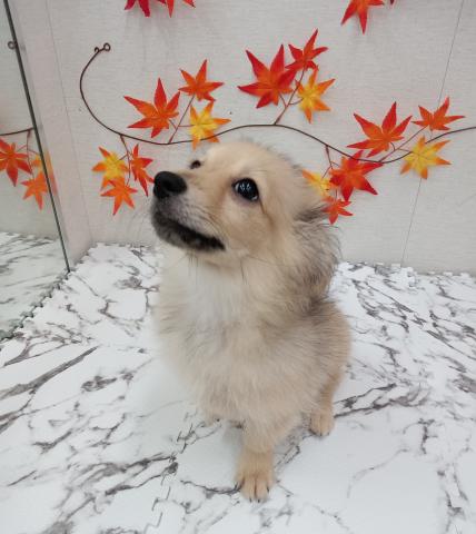 秋田県のハーフ犬・ミックス犬 (ペットアミ 能代東インター店/2025年5月22日生まれ/男の子/レッド)の子犬の3枚目の画像