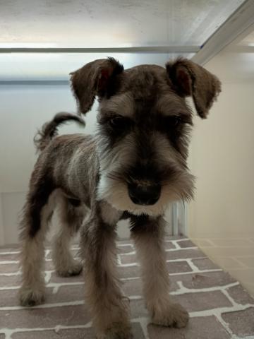 ミニチュアシュナウザー