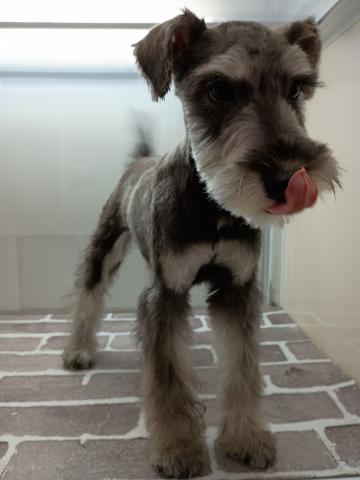 福島県のミニチュアシュナウザー (ペットアミ 安達店/2025年5月30日生まれ/男の子/ソルトペッパー)の子犬の2枚目の画像