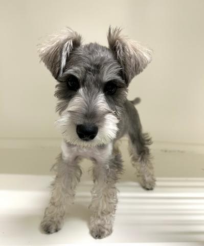 ミニチュアシュナウザー