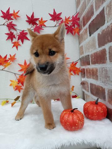 秋田県の柴犬(標準サイズ) (ペットアミ 能代東インター店/2025年6月6日生まれ/男の子/赤)の子犬の2枚目の画像
