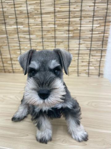 ミニチュアシュナウザー